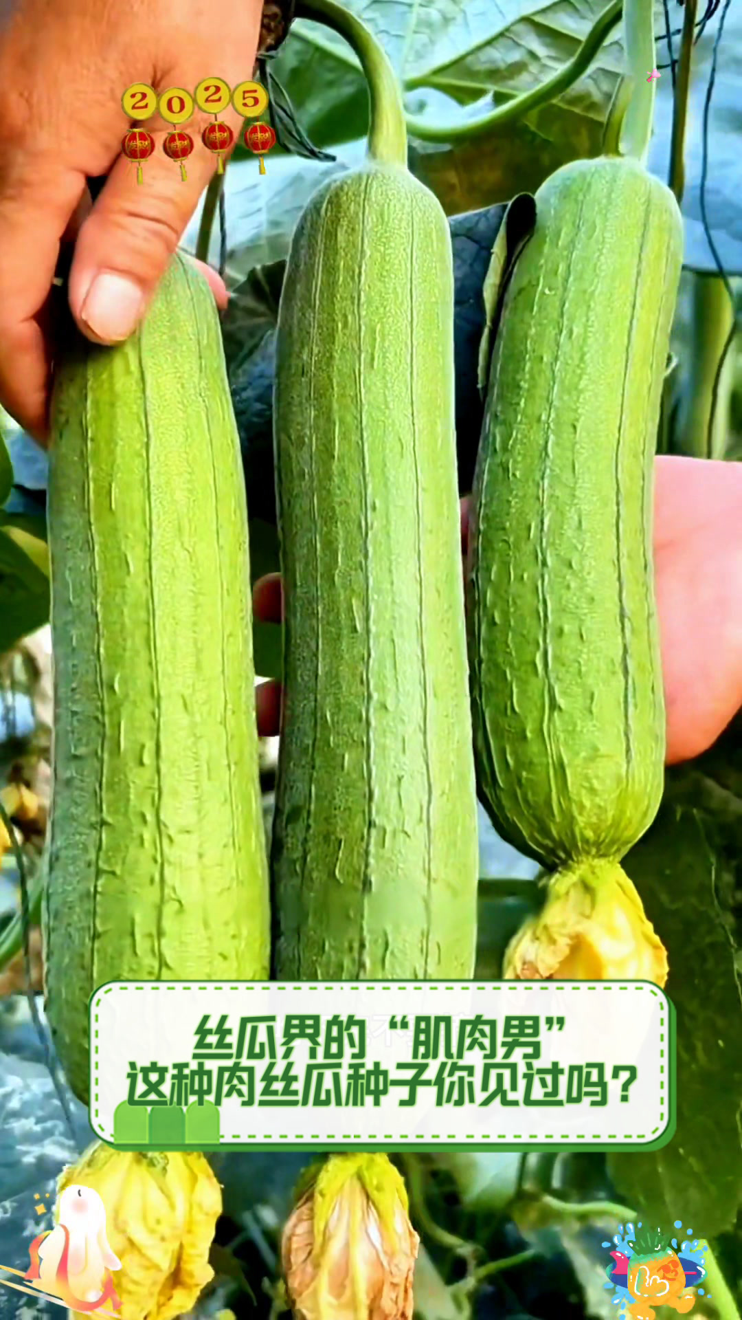 丝瓜界的“肌肉男”,这种肉丝瓜种子你见过吗?