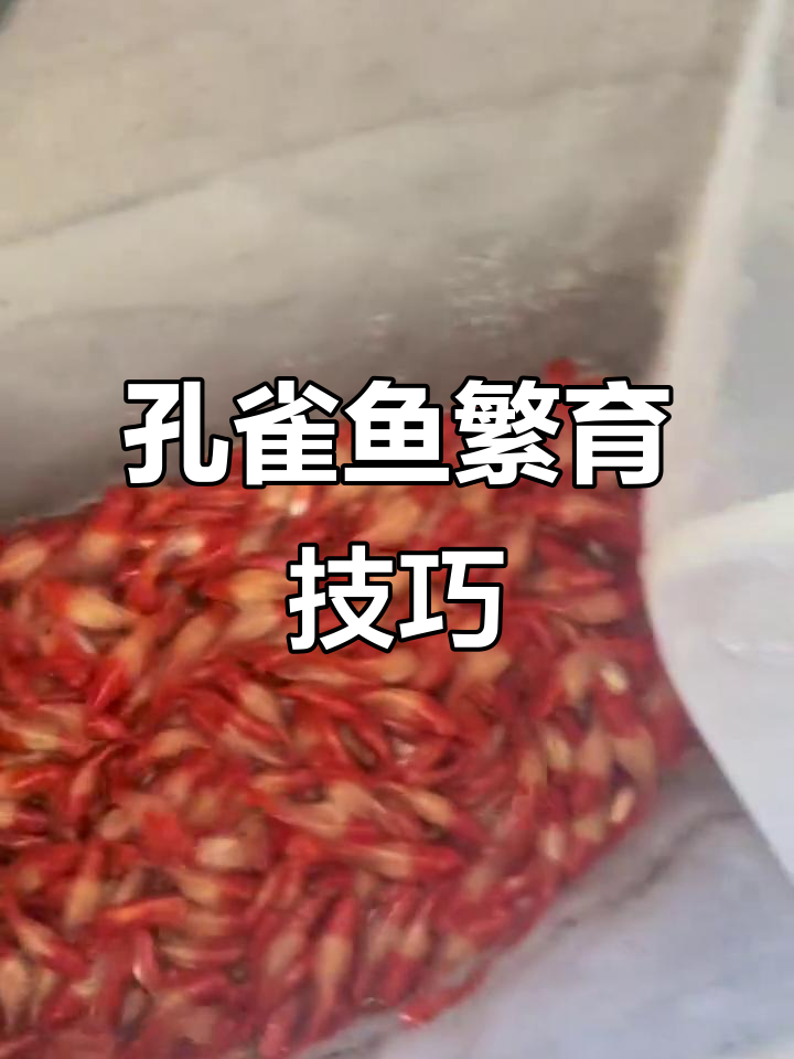 渔场繁殖孔雀鱼全过程揭秘,如何操作才能成功?