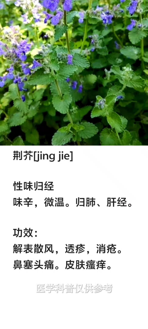 荆芥的作用功效!