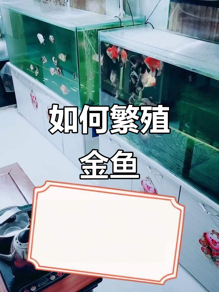 金鱼自然繁殖技巧,轻松提高成活率