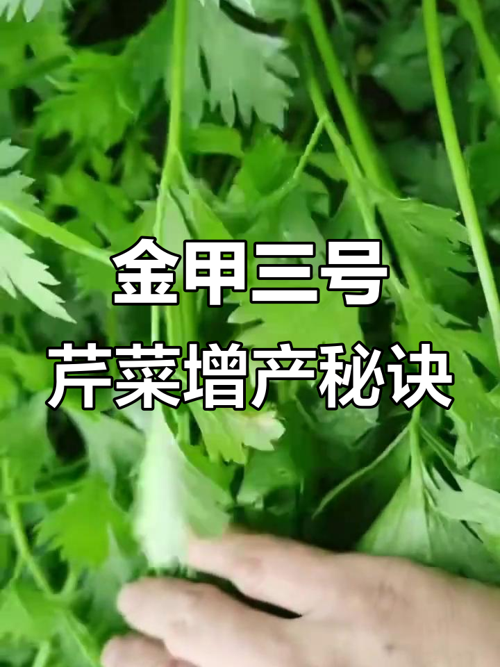 硒丰宝加金甲三号,芹菜白杆的克星!效果惊人