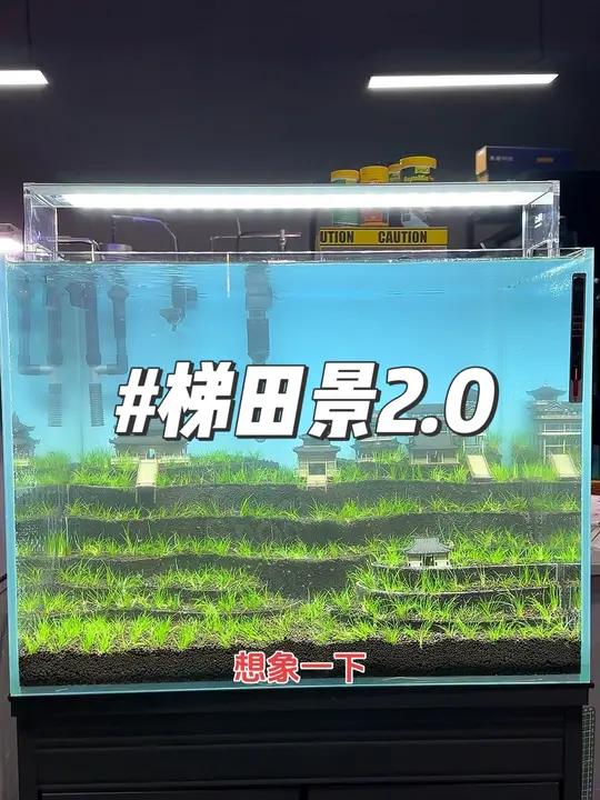 梯田景2.0完工 梯田景2.0版本完工、喜欢的点个关注看后续成景 鱼缸里的大自然 水草造景
