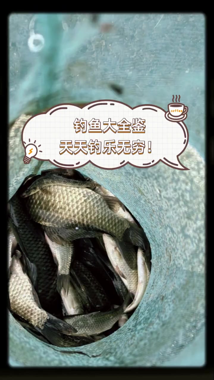 钓鱼大全鉴,天天钓乐无穷!