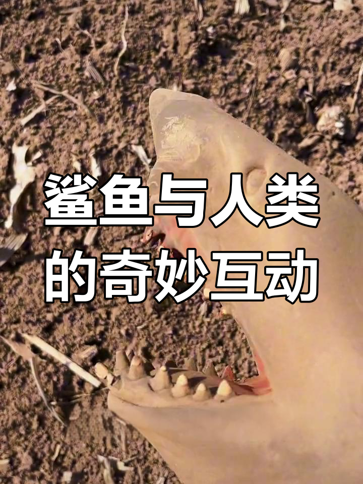 鲨鱼吃穿地球,人类迷惑行为大赏