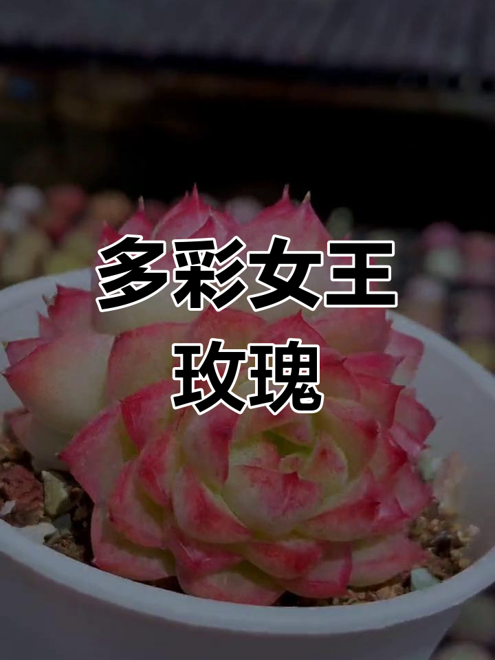 女王玫瑰多肉品种,每一朵都独特美丽