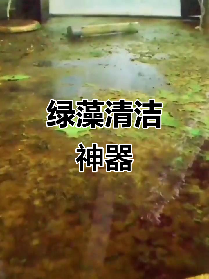 鱼缸绿藻轻松清除,不伤植物和水质