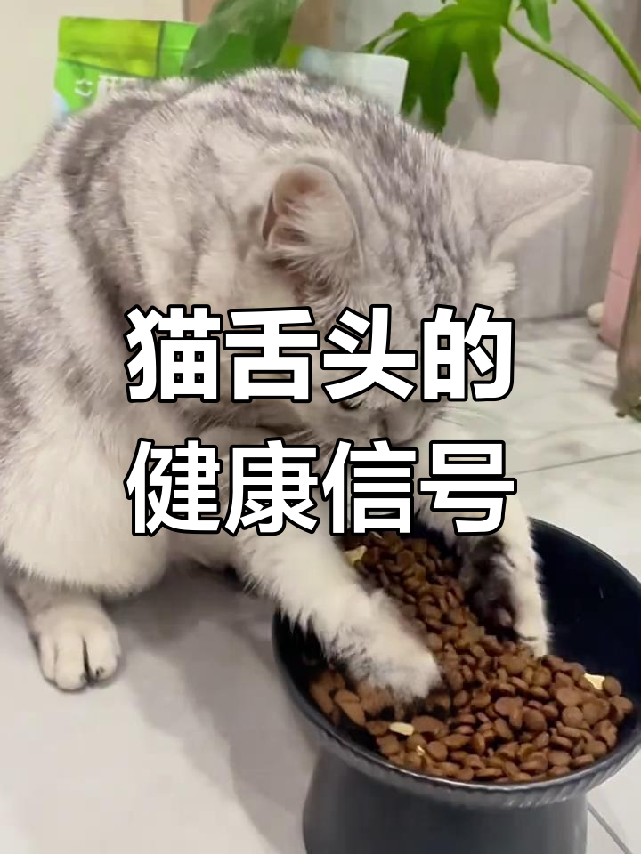 猫咪舌头颜色能揭示健康秘密,发黄可能是肝胆问题