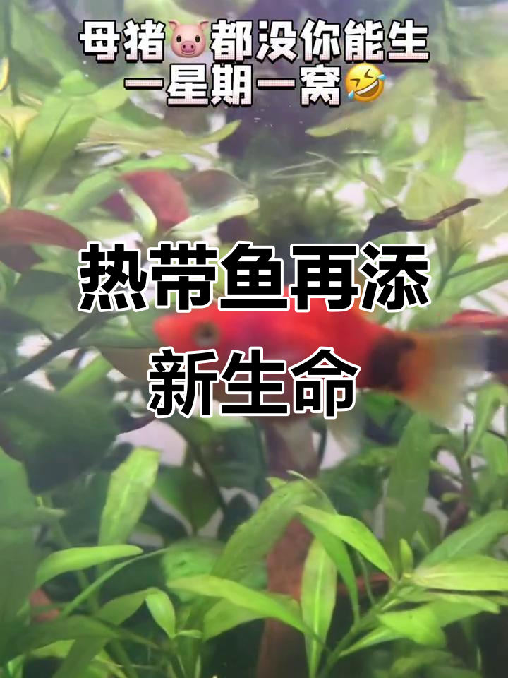 米奇鱼又生小鱼了，热带鱼的繁殖速度太惊人了！