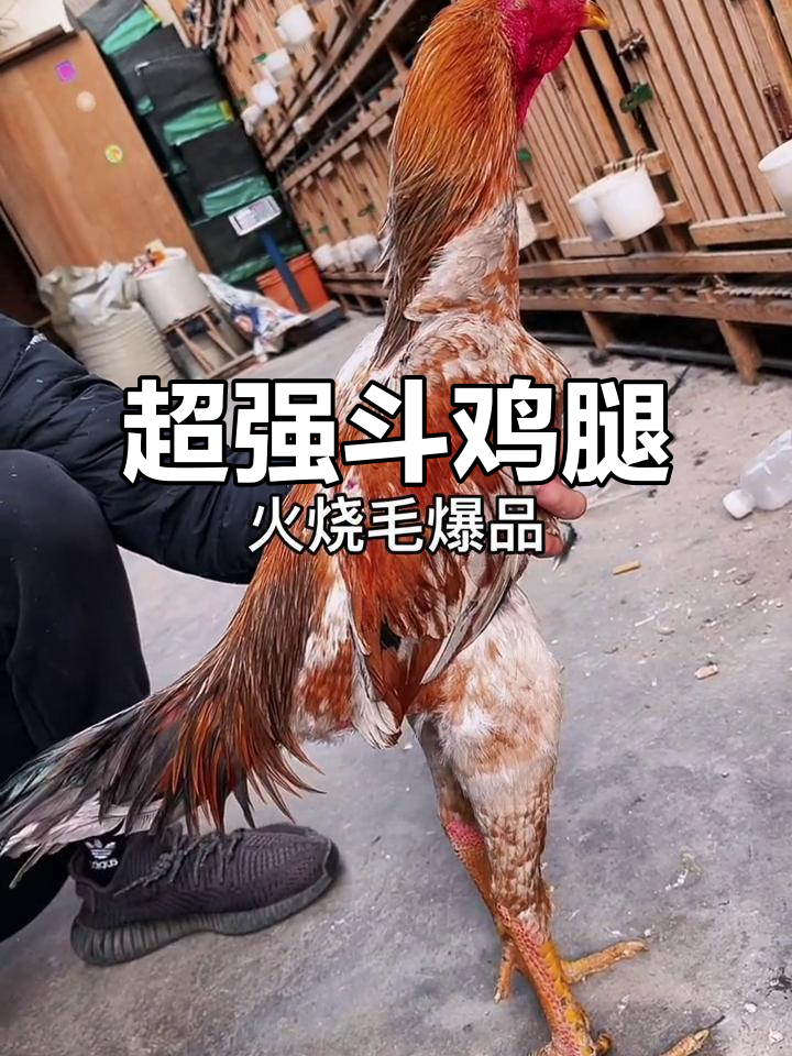 火烧毛系列:硬朗斗鸡腿,超推荐!