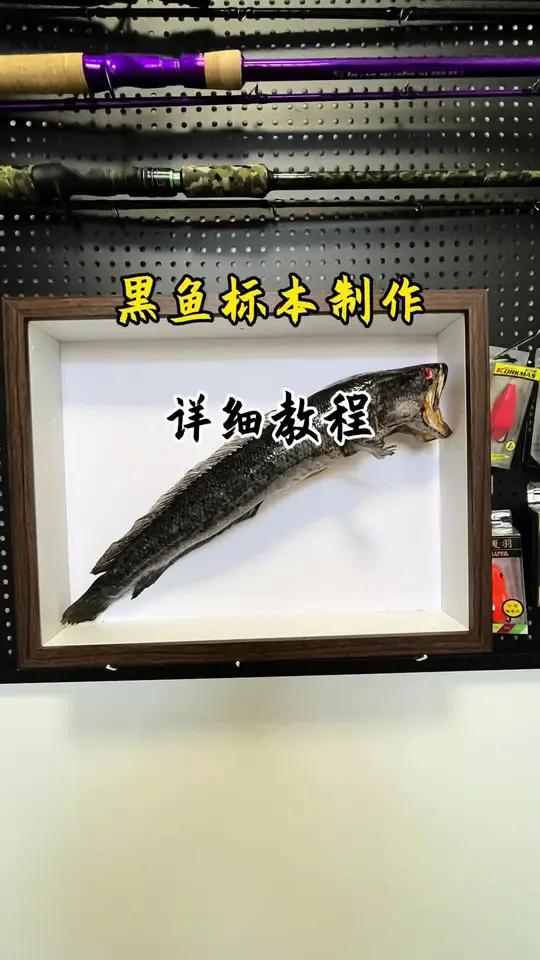 制作黑鱼全鱼标本详细教程 你们说要是做个10加巨物的黑鱼全鱼标本,是不是更震撼!下次做个米