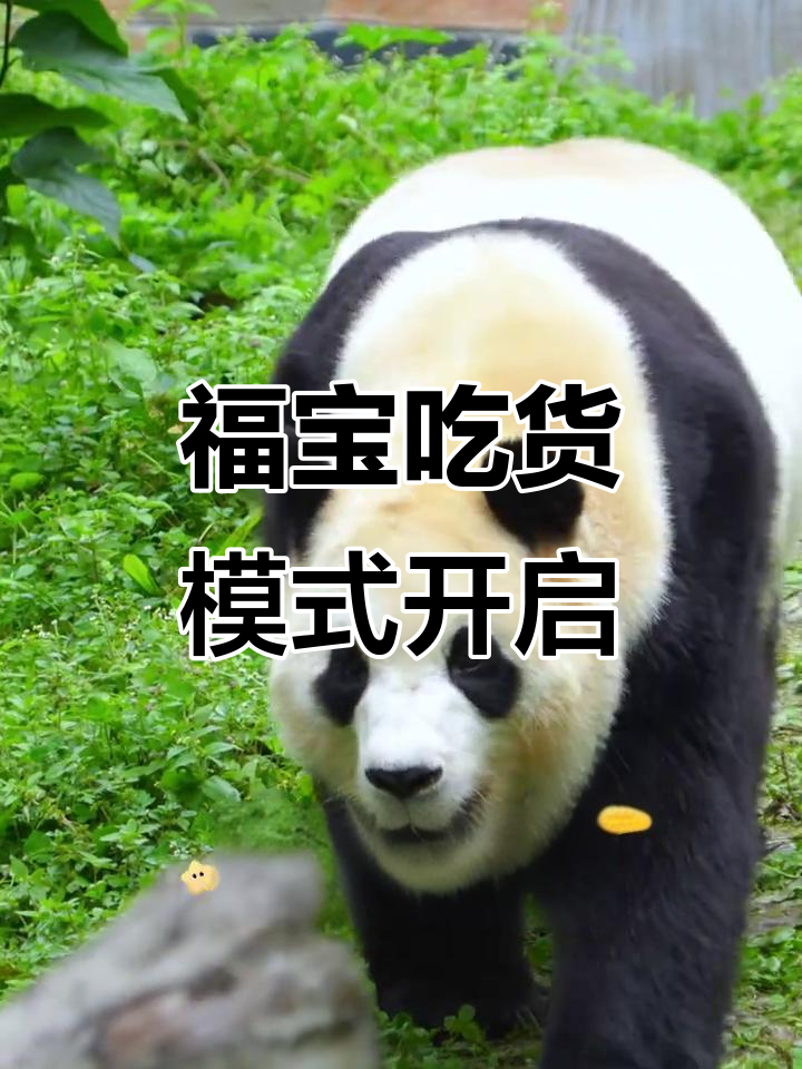 福宝秋季大快朵颐,鸡肉鱼肉统统来!