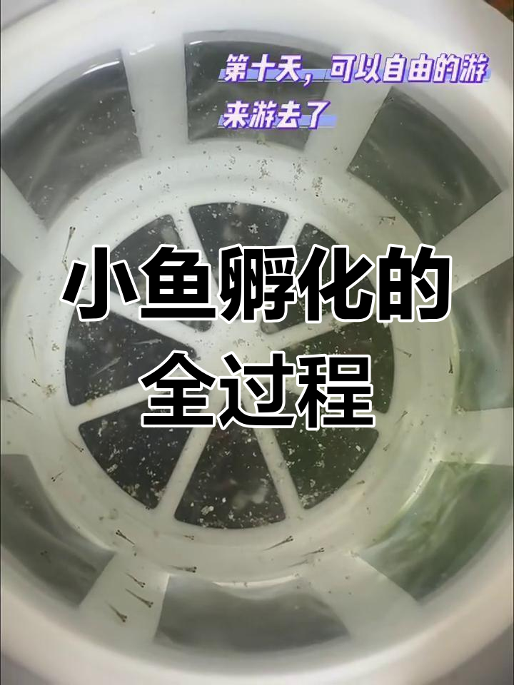 小鱼从蛋到成鱼的成长过程,孵化记全纪录