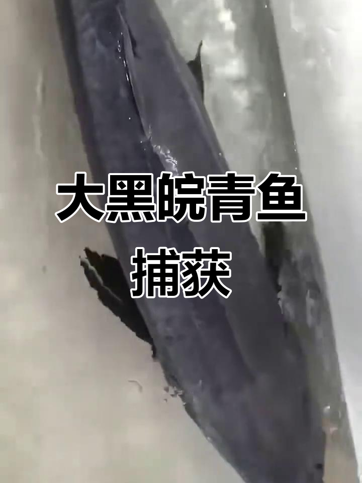 刚收一条大黑皖青鱼，重达10多斤！