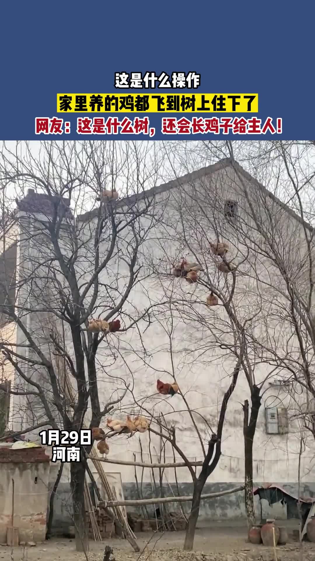 这是什么操作?家里养的鸡都飞到树上住下了,网友:这是什么树,还会长鸡子给主人!