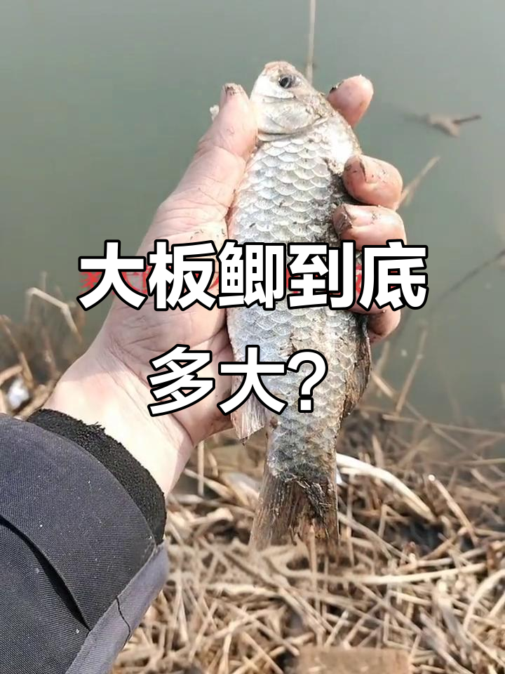 钓鱼圈大乱斗:如何定义“大板鲫”?