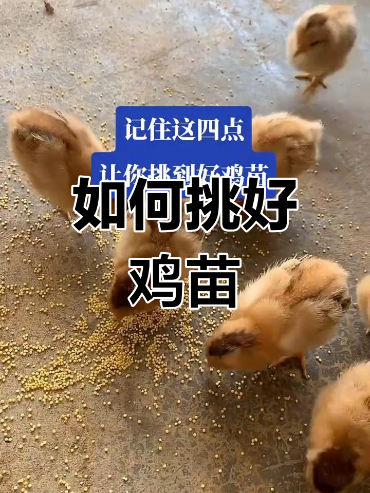 挑选健康鸡苗的四个关键点,教你如何选对土鸡