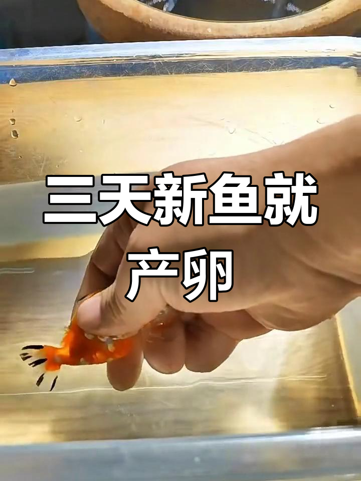 兰寿金鱼入缸三天竟产卵,繁殖过程全纪录