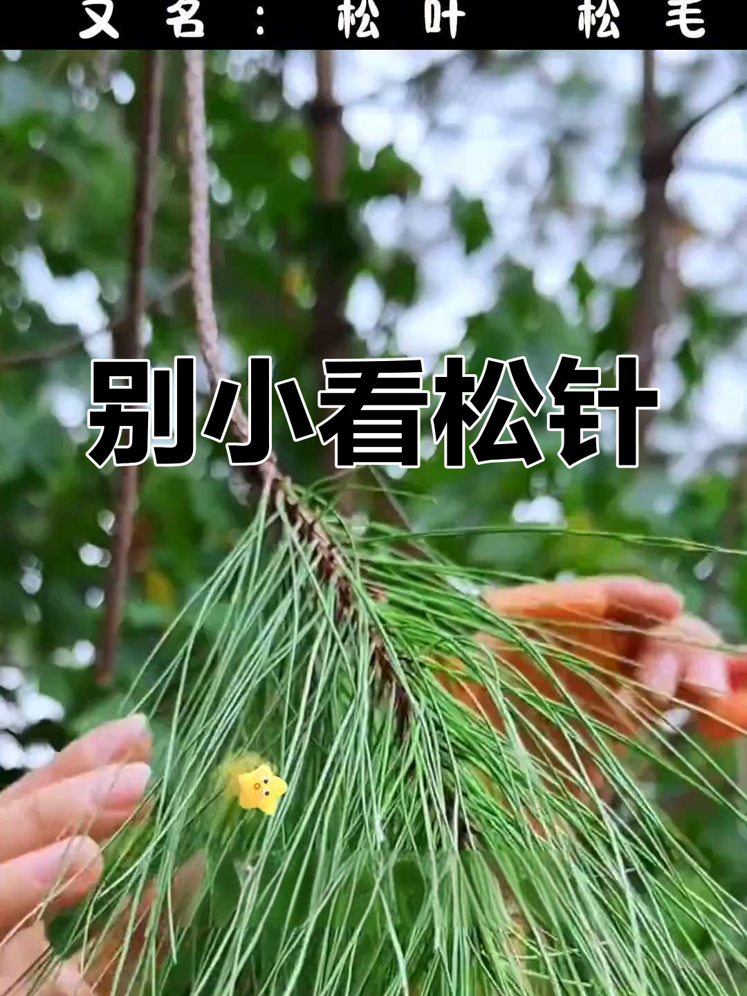 松针的神奇功效,错过可惜
