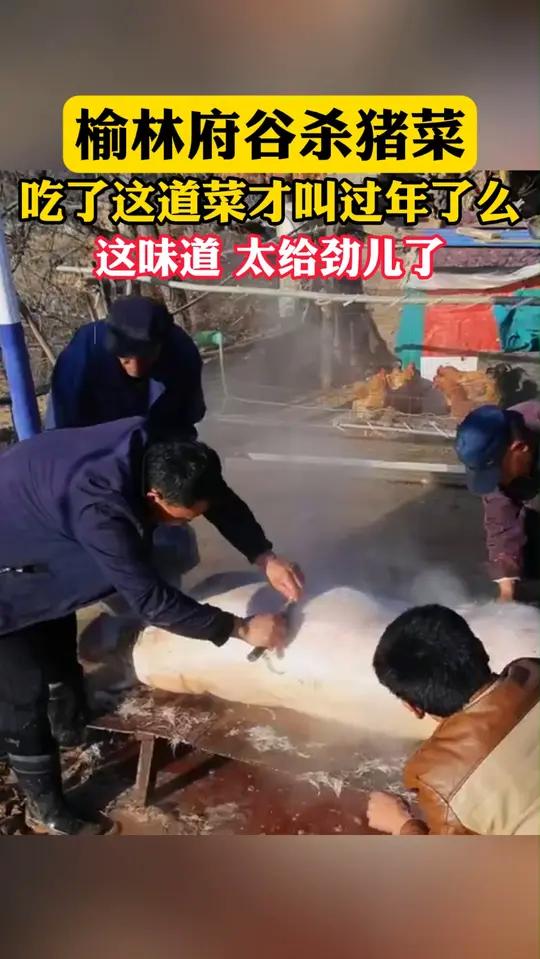 好味知食节:榆林府谷杀猪菜 俗话说“小雪宰羊,大雪杀猪”,杀猪后还要做一锅猪肉烩菜,邀请四