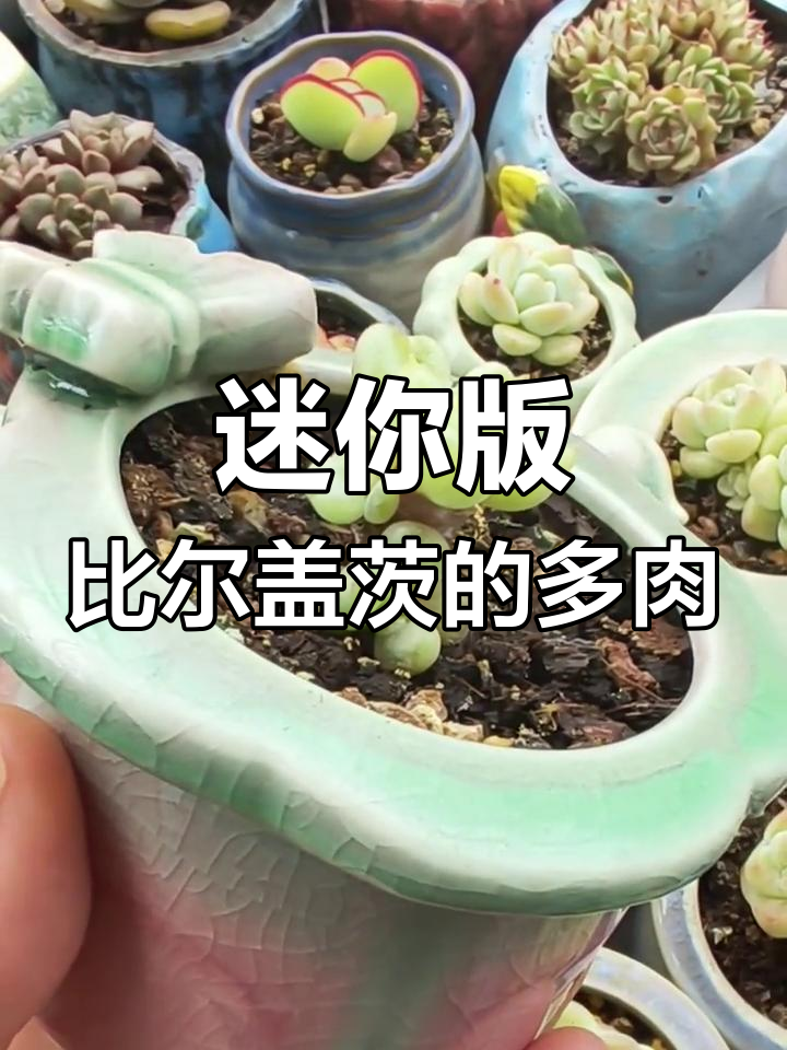 比尔盖茨的袖珍多肉植物,竟然这么可爱!