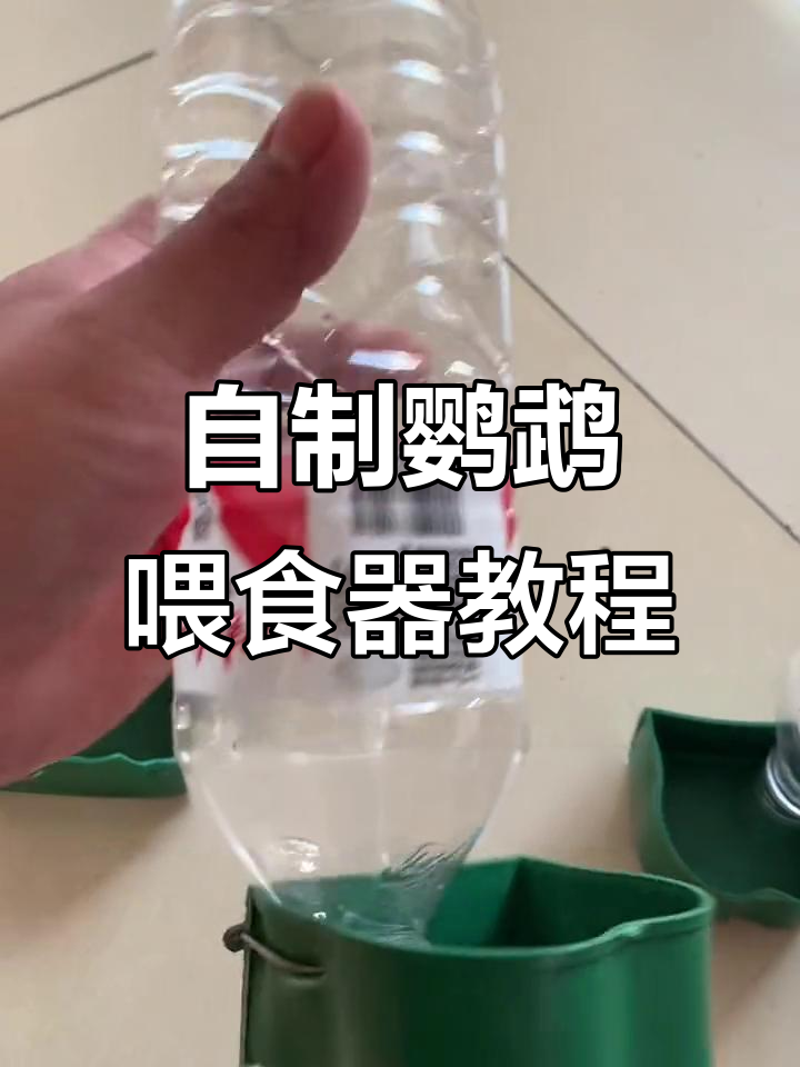 用矿泉水壶DIY鹦鹉自动喂食器,简单又实用