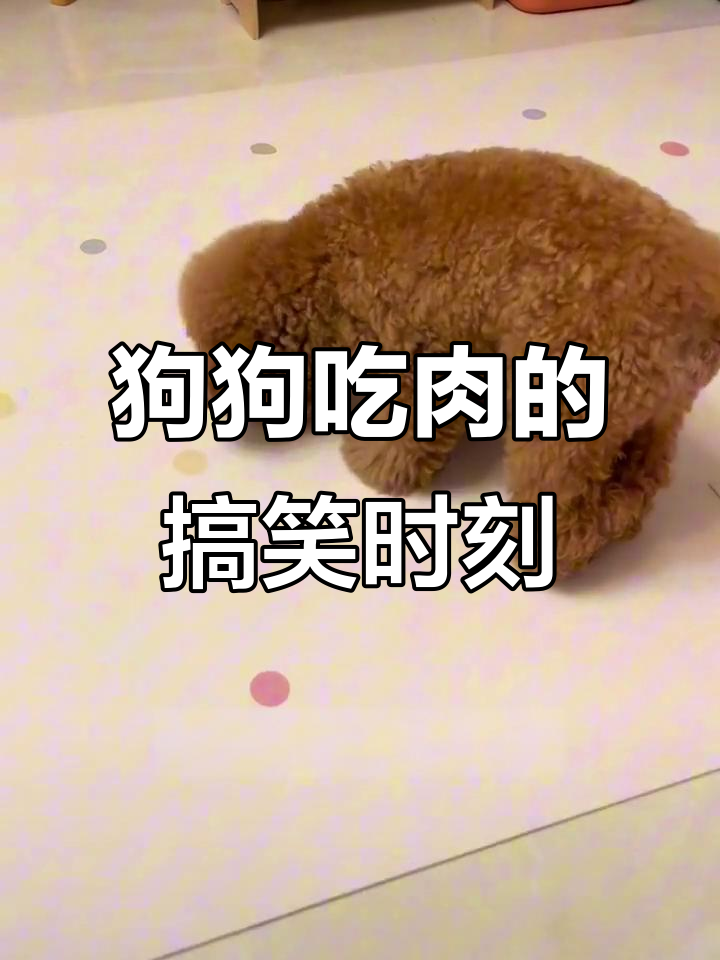 小狗蛋儿想吃肉，妈妈喂它超可爱