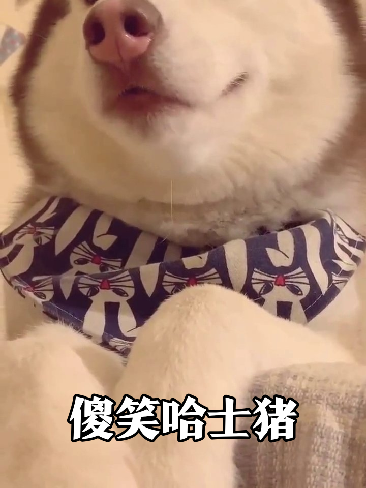 二哈戴卡通围巾疯狂卖萌,这露齿笑比表情包还魔性!