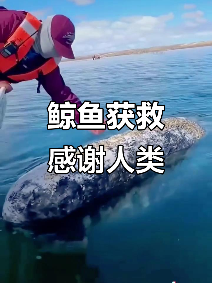 鲸鱼被绳子缠住求助,船员冒险解救并清除藤壶