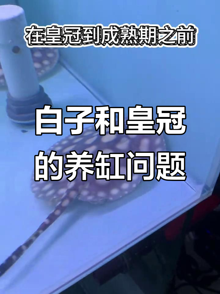 皇冠与白子魟鱼饲养环境大揭秘,选缸技巧全解析