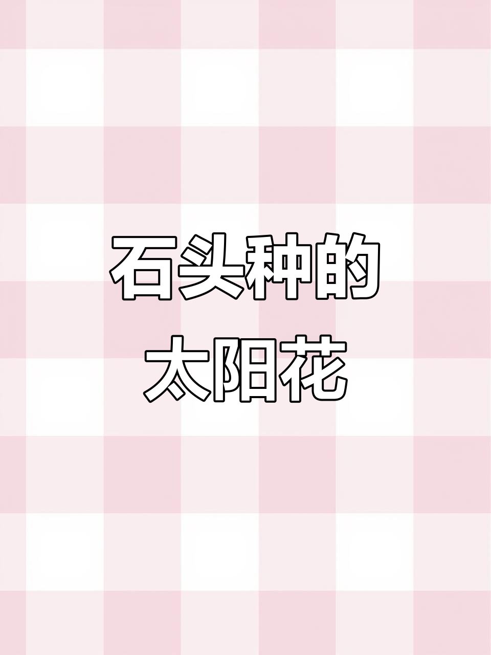 用多肉纯颗粒种太阳花,石头也能开花!