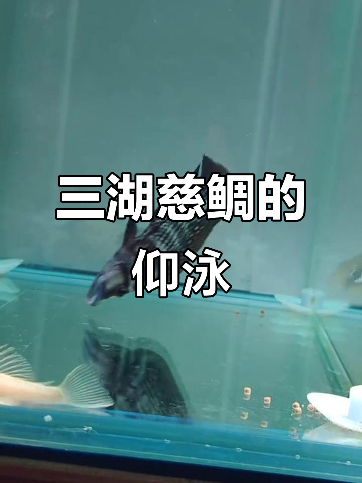 三湖慈鲷虎鱼仰泳大揭秘,专属技能超有趣