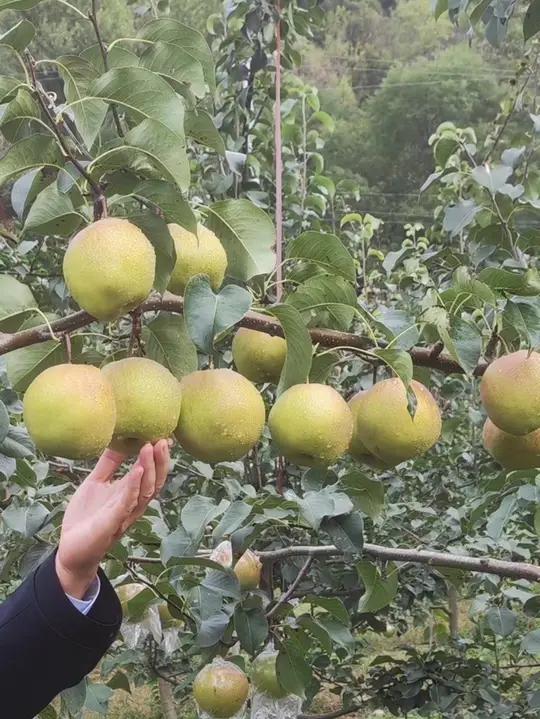 玉露香梨树苗