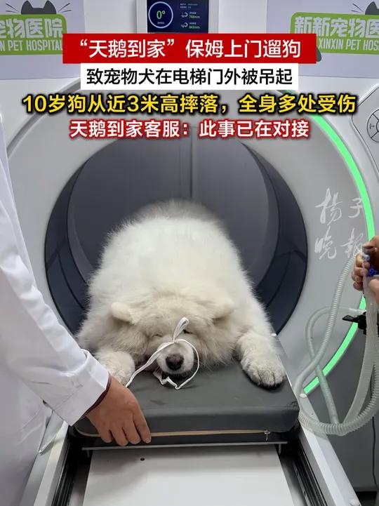 “天鹅到家”保姆上门遛狗致宠物犬在电梯门外被吊起，十岁狗从近3米高摔落，全身多处受伤，天鹅