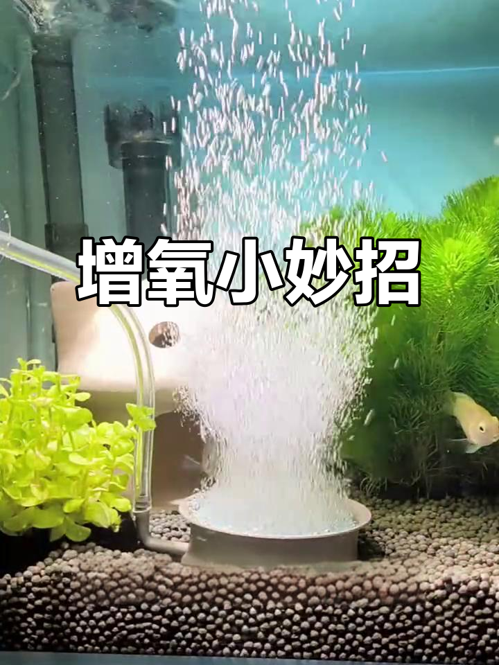 提升鱼缸氧气,换个气盘轻松搞定!