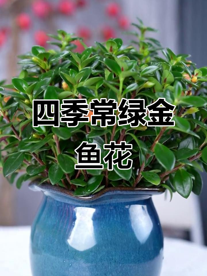 金鱼吊兰:夜晚吸氧,花朵如小鱼游动,适合室内养护