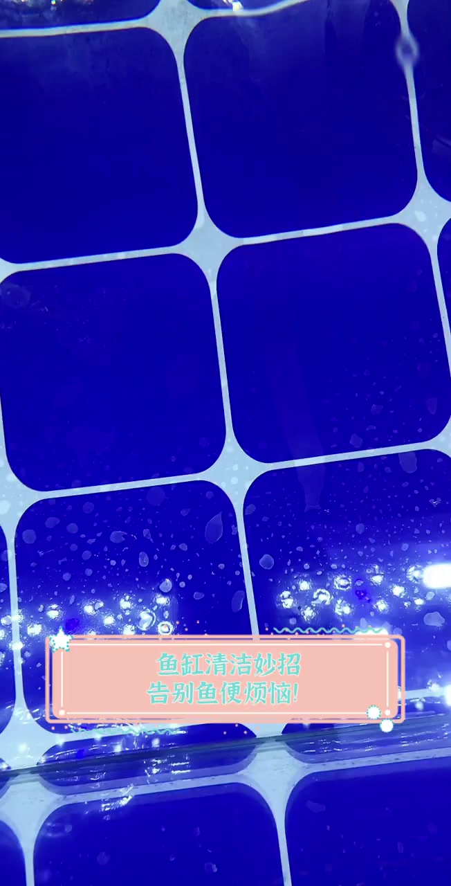 鱼缸清洁妙招,告别鱼便烦恼!