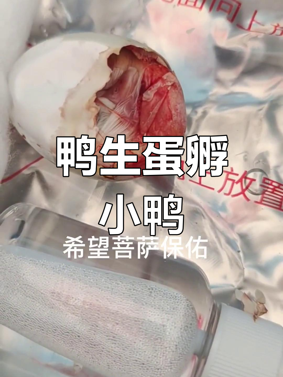 鸭鹅孵化大不同,小鸭子和小鹅的成长之路