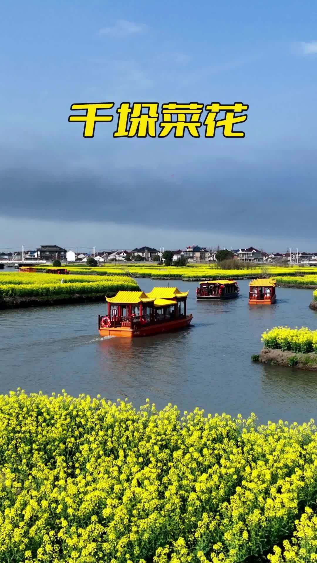 这是油菜花的顶配版吗?3月,真好!油菜花 千垛油菜花