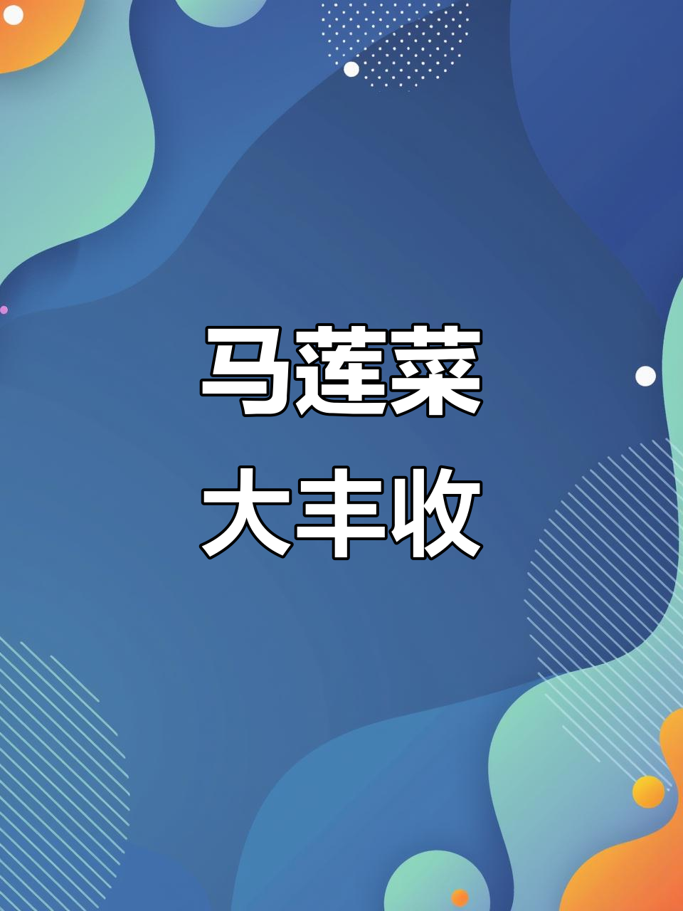 满山马莲菜,肥嘟嘟的让人爱不释手