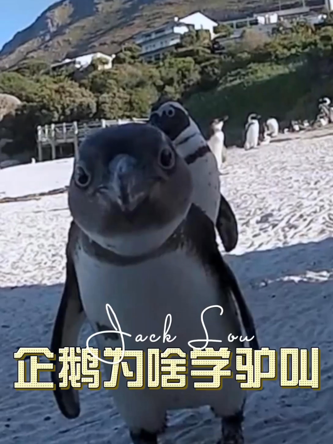这种企鹅是不是真把自己当成驴了?总是学