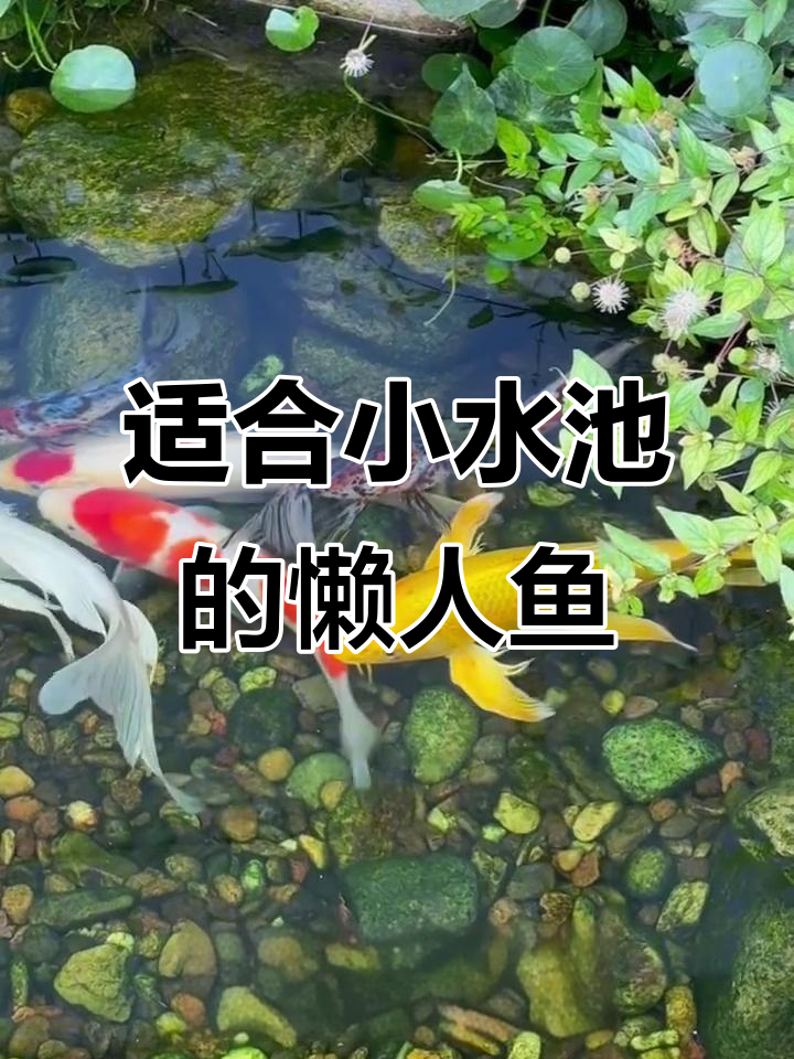 小水景鱼池最适合养的三种懒人鱼,轻松上手不翻车