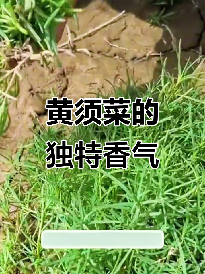 渤海湾盐碱地特产黄须菜,鲜嫩美味包饺子包子超香