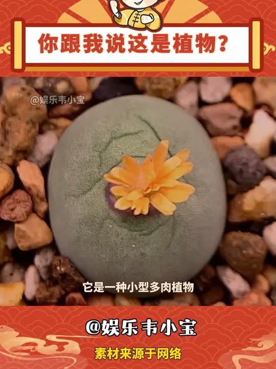 虽然完全不搭边,但我想到了人面疫