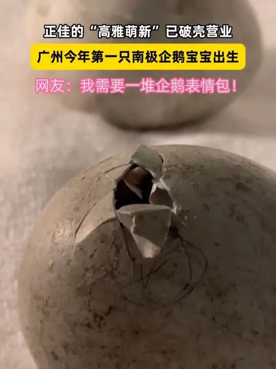 秒变“高雅人士”!广州今年第一只南极企鹅宝宝出生,急需一堆表情包!