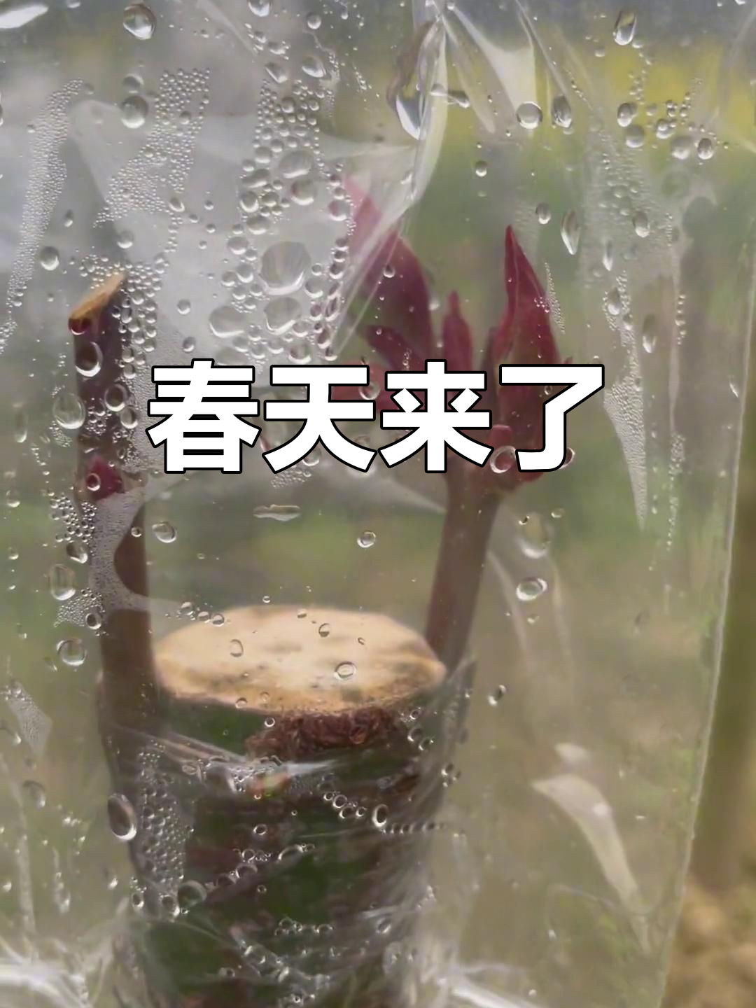 春天的枫叶,终于发芽了