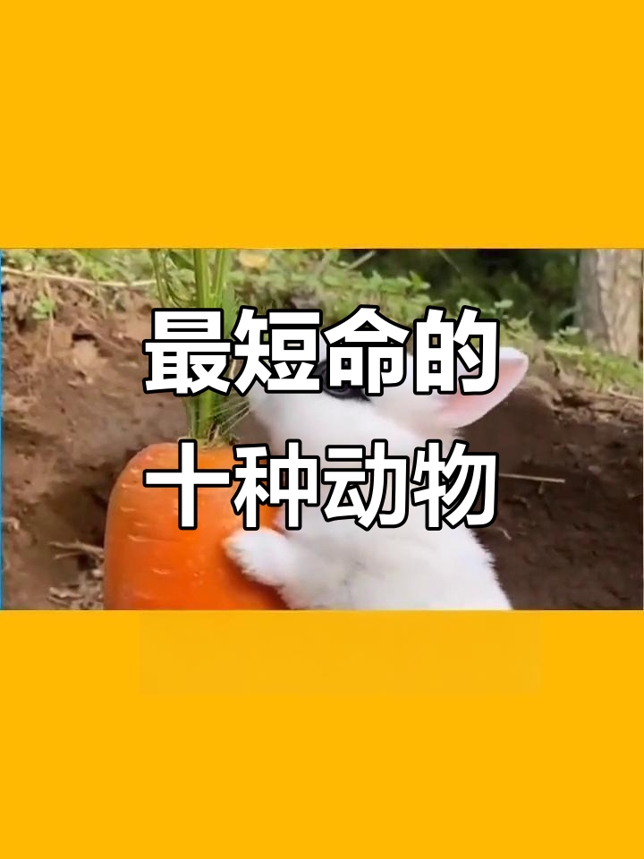 有些动物只能活一天,看看这些短命生物的寿命排名