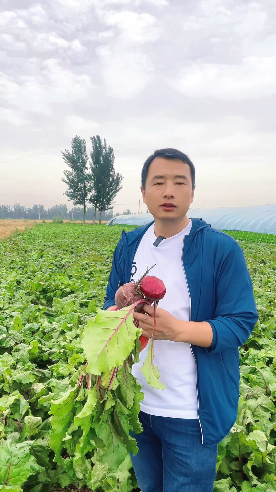 甜菜根不是红心萝卜,比萝卜有营养