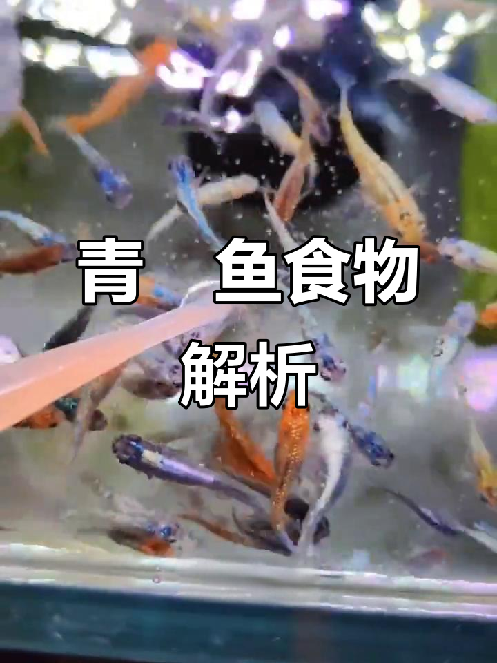 清江鱼吃什么?杂食性小型原生鱼的饮食揭秘