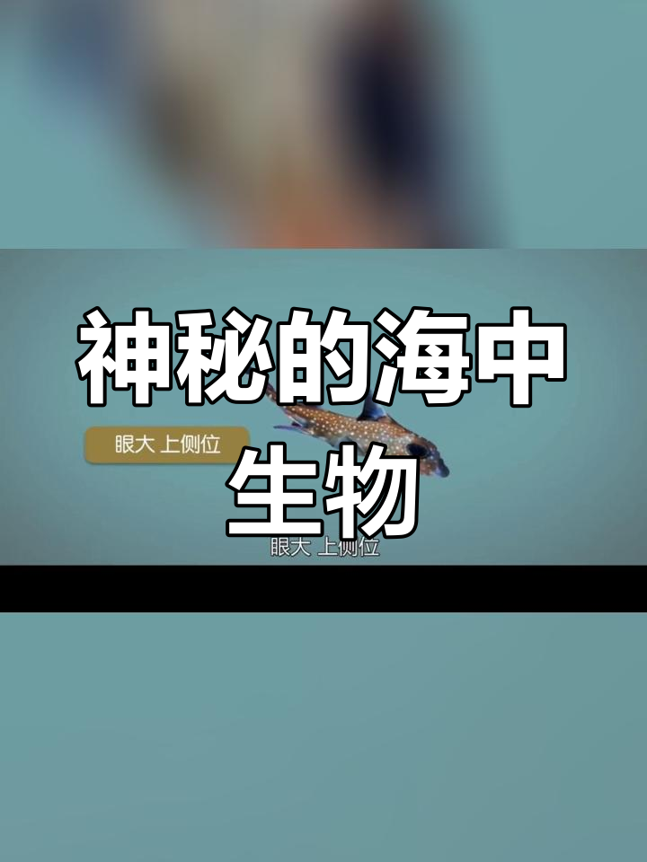 银鲛:海洋中的活化石