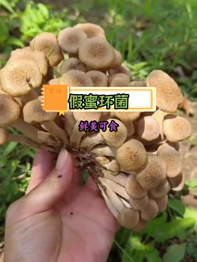 假蜜环菌:树桩上的美味